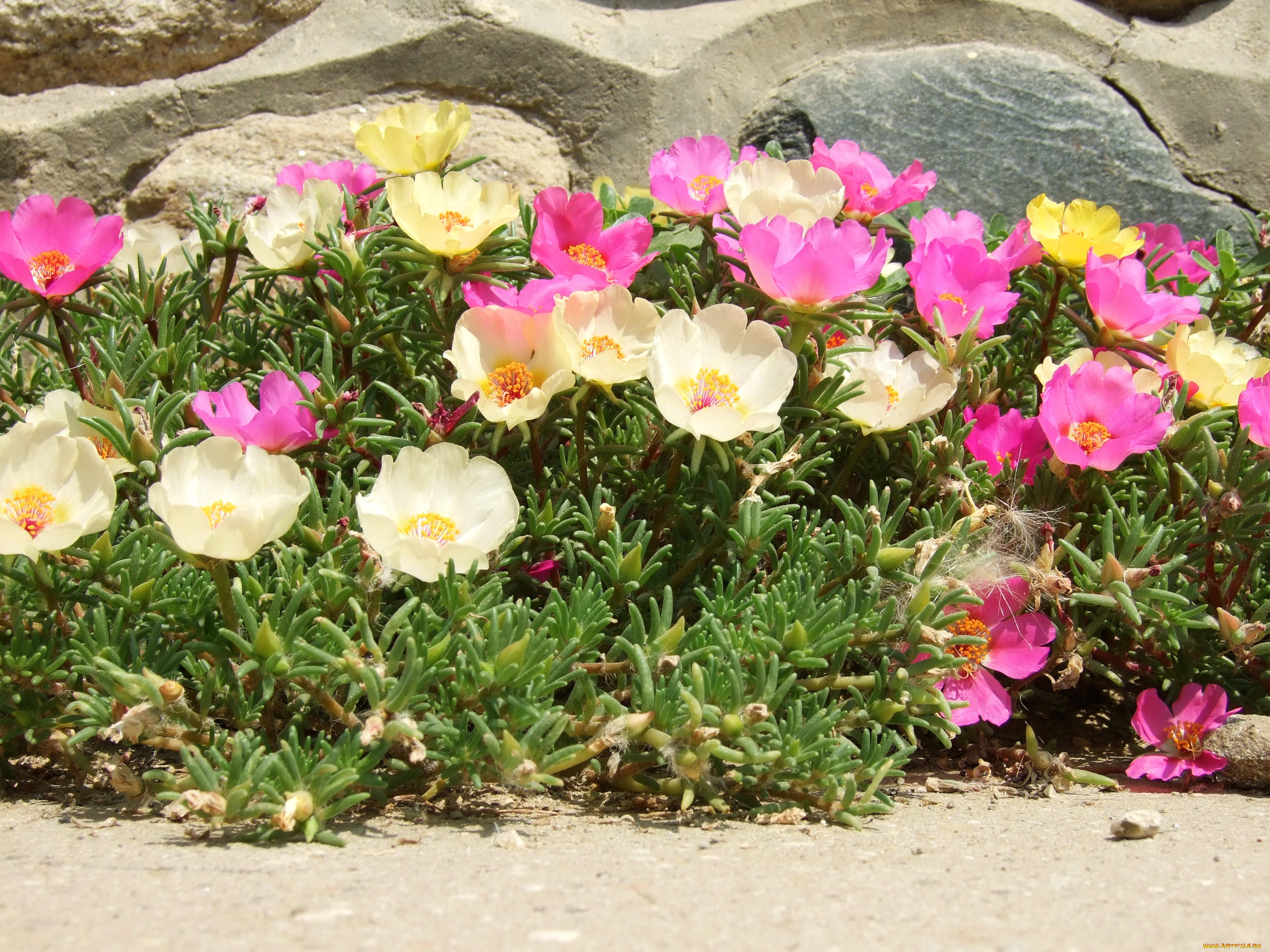 , , , portulaca